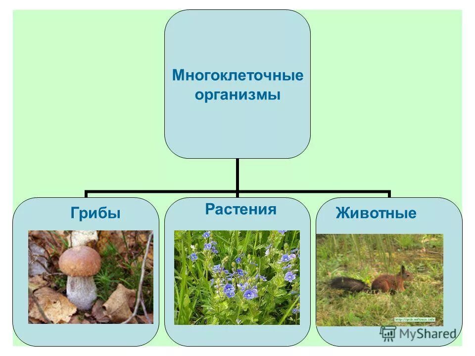 Грибы растения и животные многоклеточные