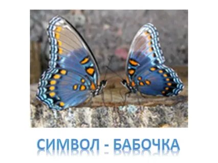 Бабочки 7 класс биология