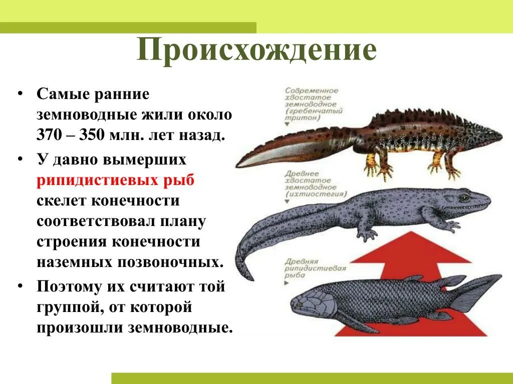 Жизненный цикл земноводных 7 класс биология. Годовой жизненный цикл земноводных 7 класс. Происхождение земноводных. От кого произошли земноводные. Аргументируйте вывод о происхождении земноводных