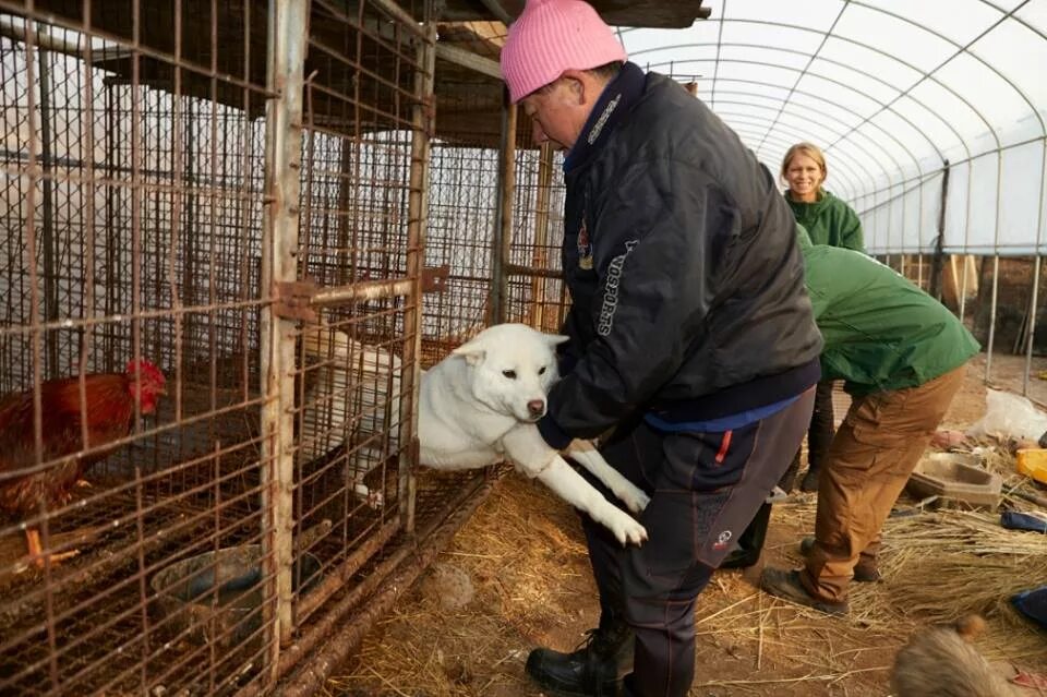 Собачья ферма. Корейская собачья ферма. Собака на ферме. Купить собаку для фермы