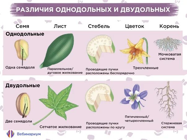 Главное различие двудольных и однодольных. Характеристика семейств однодольных и двудольных. Отличия однодольных и двудольных растений таблица. Покрытосеменные растения класс двудольные. Класс Однодольные и класс двудольные.