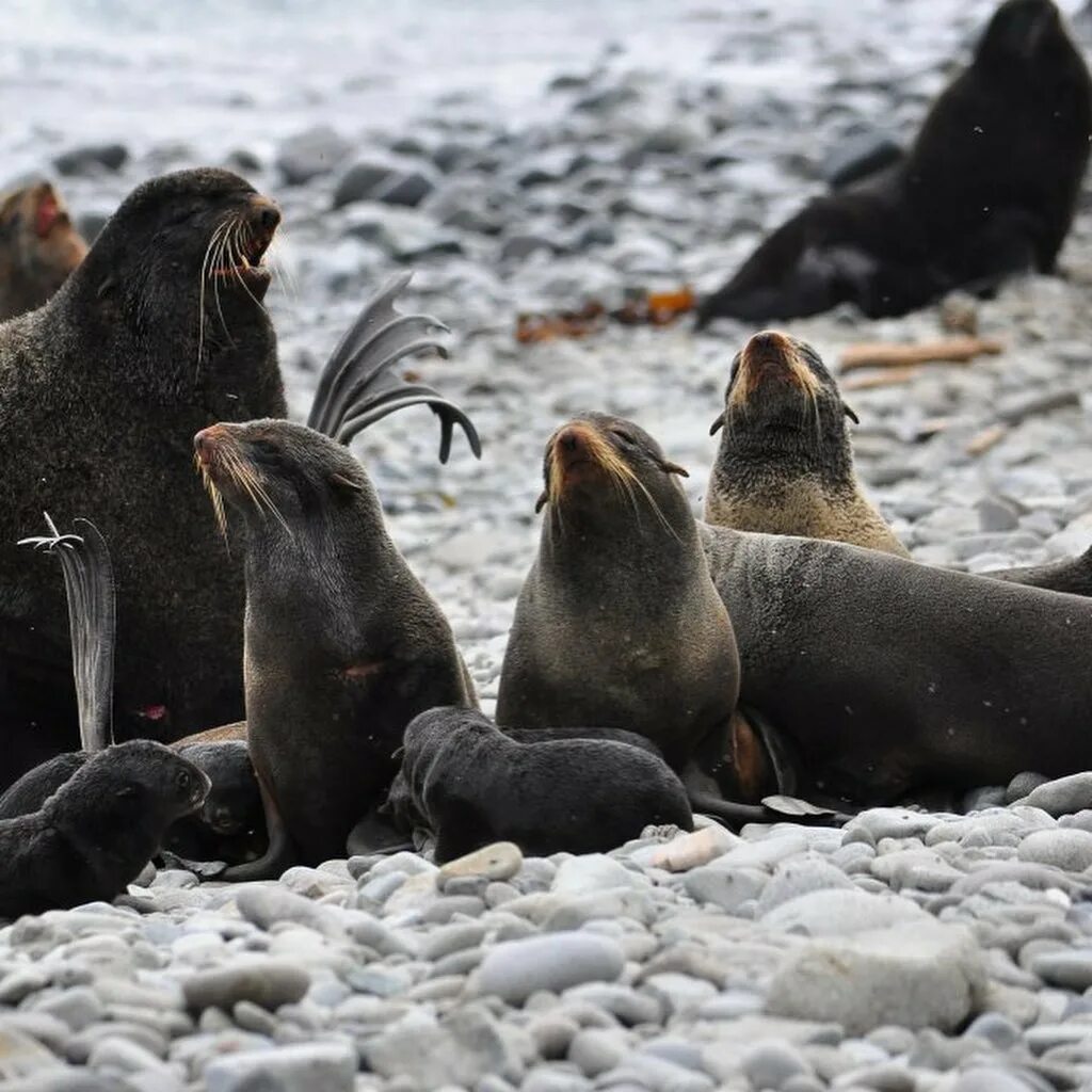 Морж (odobenus rosmarus). Ластоногие млекопитающие морж. Моржи котики. Моржи котики. Тюлени морские котики нерпы моржи.