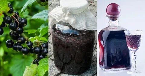 Самогон на смородине