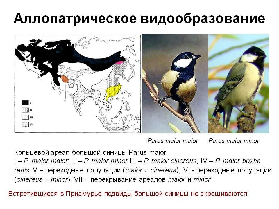 Приведите примеры географической изоляции. Аллопатрическое видообразование. В до образование аллопатрическое. Аллопатрическое (географическое) видообразование. Популяции большой синицы.