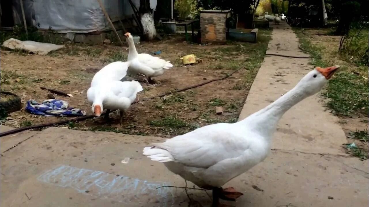 Нападение гуся. Гусь. Нападающий гусь. Толстый гусь. Нападающий гусь.