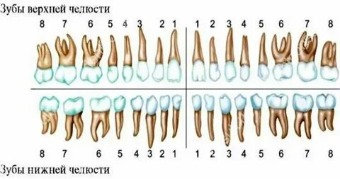 Почему верхние зубы