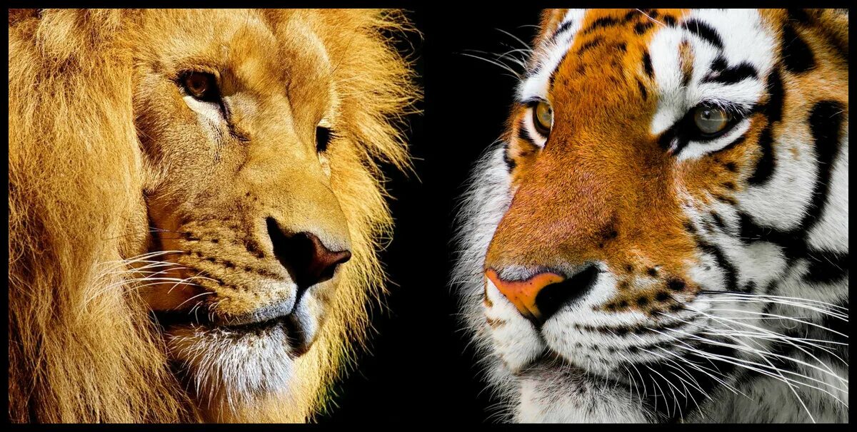 Про лев тигра. Лев и тигр. Лев и тигрица. Обои Лев и тигр. Обои тигров и Львов.