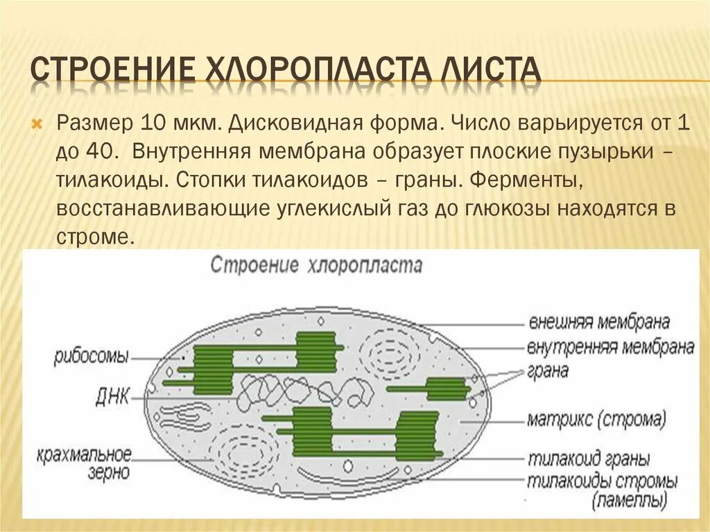 Состав хлоропласта