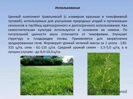 Кормовая культура 7