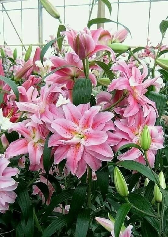 Лилия roselily anouska. Лилия махровая восточная roselily anoushka (розелли аннушка). Лилия розелли лорена. Лилия roselily аннушка. Лилия roselily® anoushka.