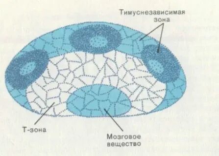 Зона т 1