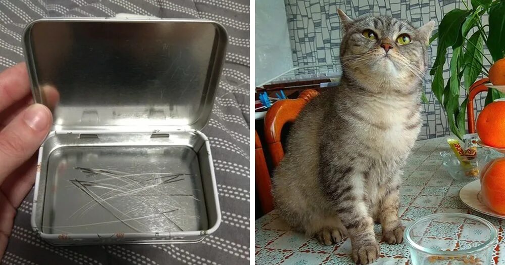 Делаем кошке усы. Усы кота авито.
