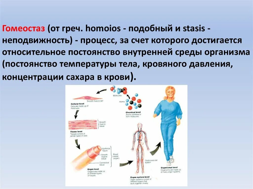 Устойчивость основных физиологических функций организма