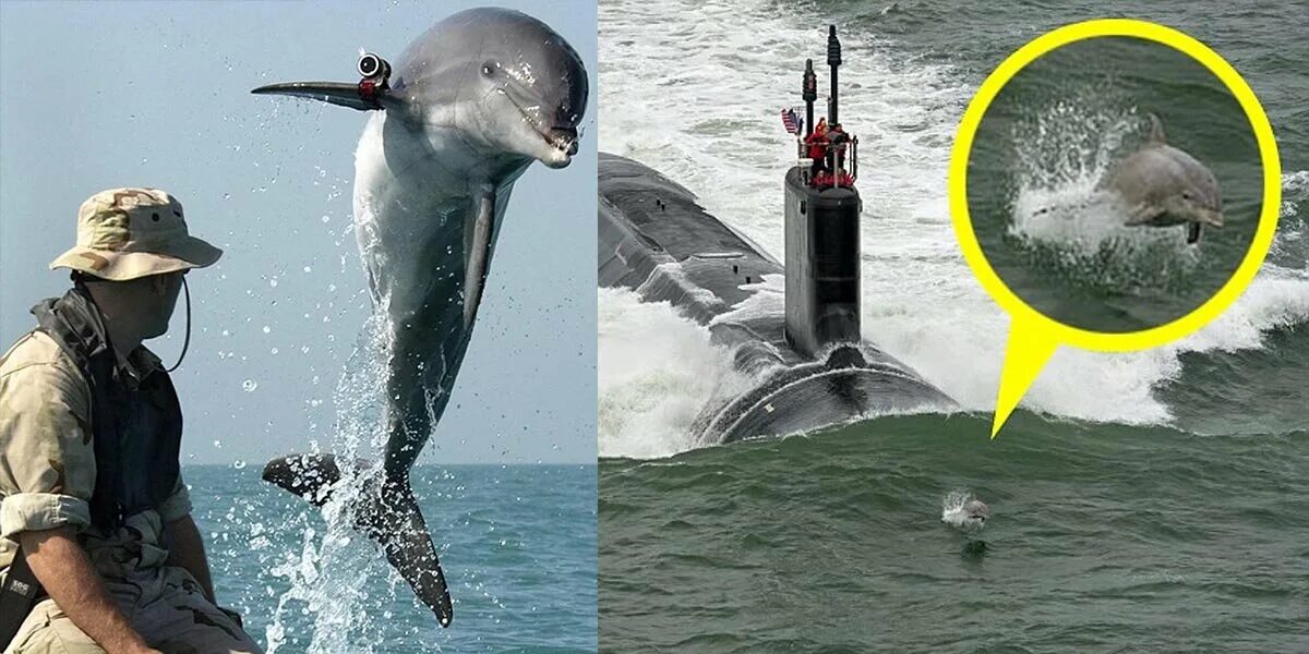 Дельфины террористы. Боевые дельфины. Боевые дельфины в Севастополе. Военный Дельфин. Дельфины диверсанты.