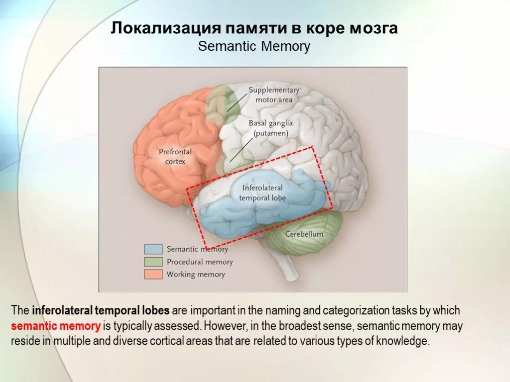 Локализация памяти. Зона памяти в мозге. Локализация памяти в головном мозге. Центр кратковременной памяти в головном мозге. Память в каком отделе мозга