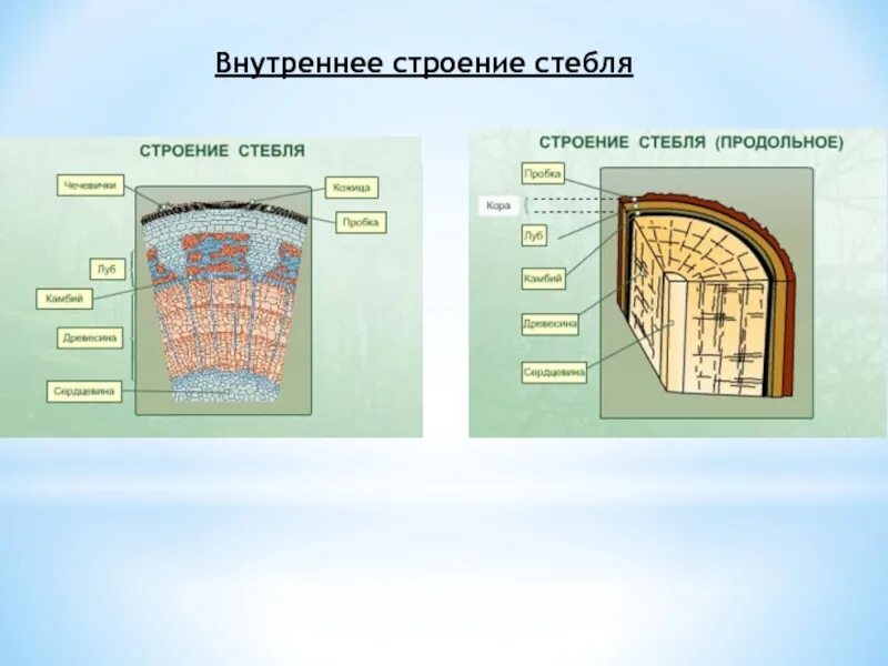 Внутреннее строение стебля Соломины. Рис 62 внутреннее строение стебля. Внутреннее строение стебля биология. Анатомическое строение стебля липы ЕГЭ. Слои и элементы строения