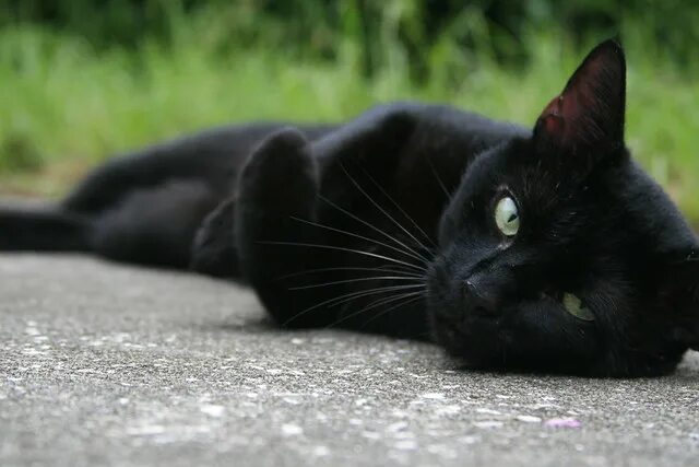 Чёрный кот. Красивый черный кот. Красивая черная кошка. Изящная черная кошка.