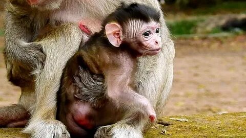 Baby monkey videos