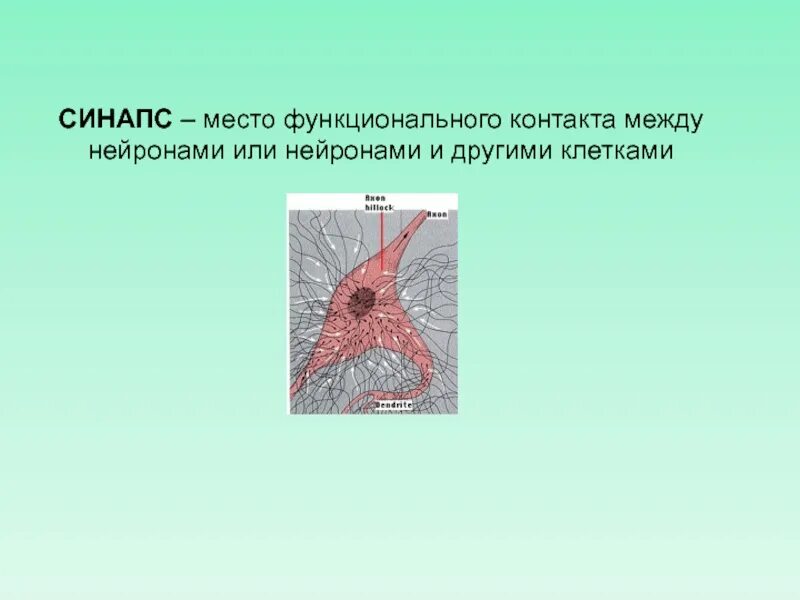Перикарион нейрона это. Контакты между нейронами. Место контактов нейронов сканворд. Виды синапсов между нейронами и другими клетками. Разновидности контактов между нервными клетками:.
