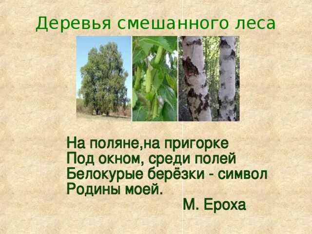 Деревья смешанных лесов. Растения смешанных лесов. Растения смешанного леса России. Растения в смешанных лесах.