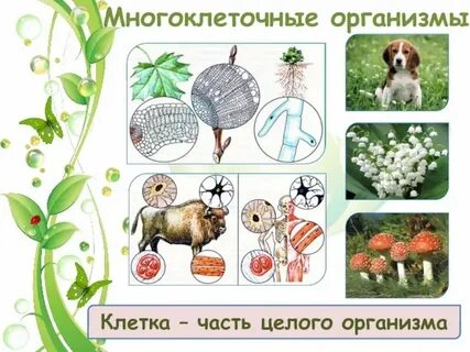 Группа многоклеточных организмов