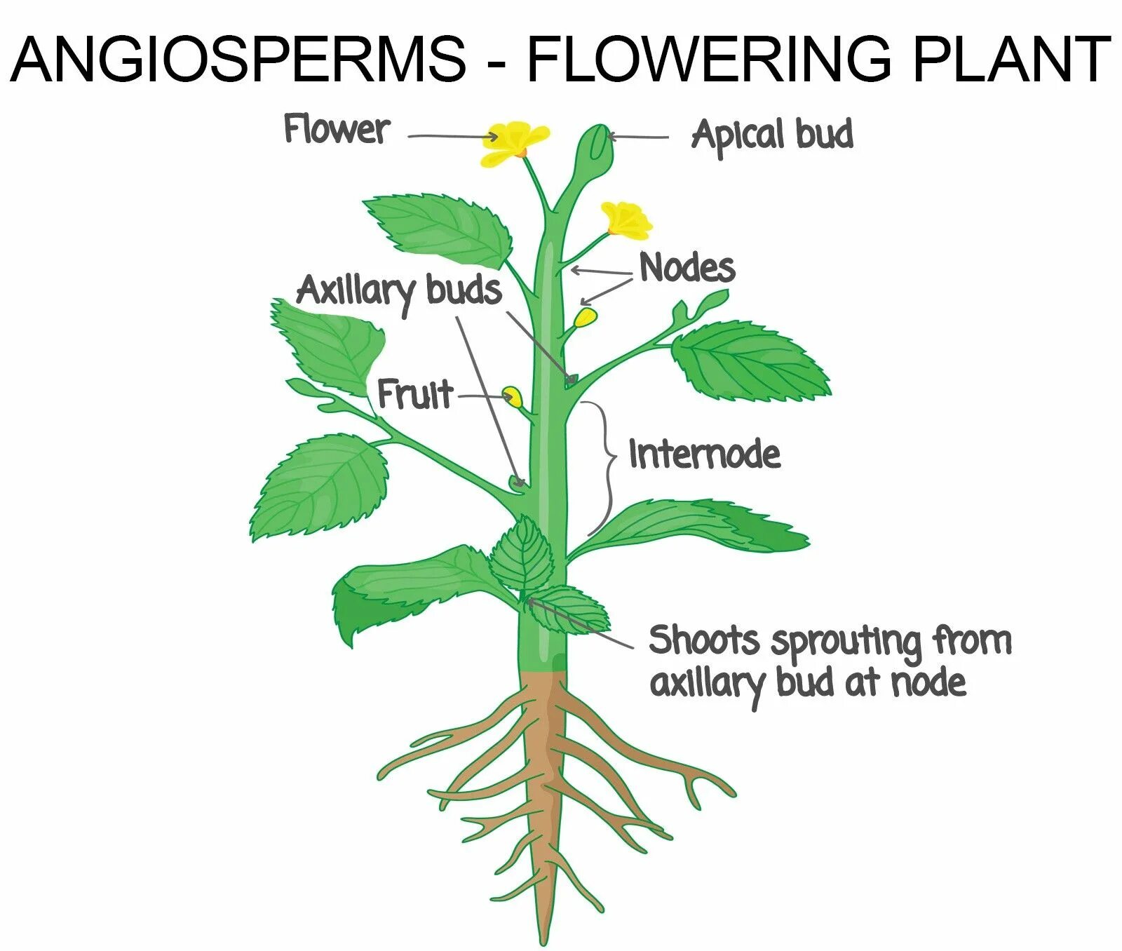 Types of Plants. Different Types of Plants. Types flowering Plants. Types of Plants for Kids.