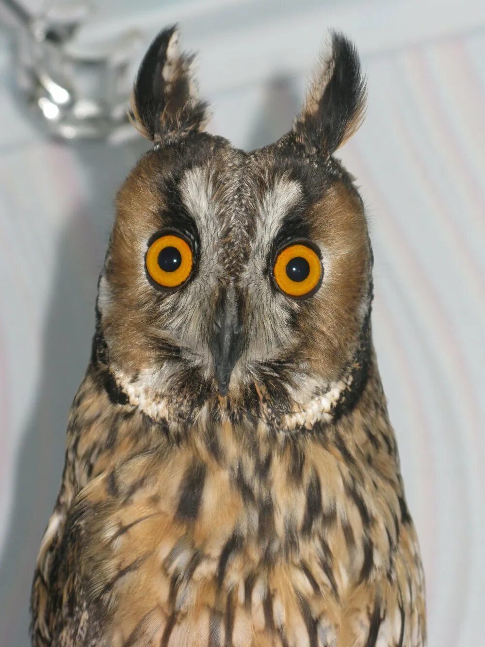 удивленная сова. испуганная сова. сова испугалась. сова удивлена. удивленный взгляд совы.