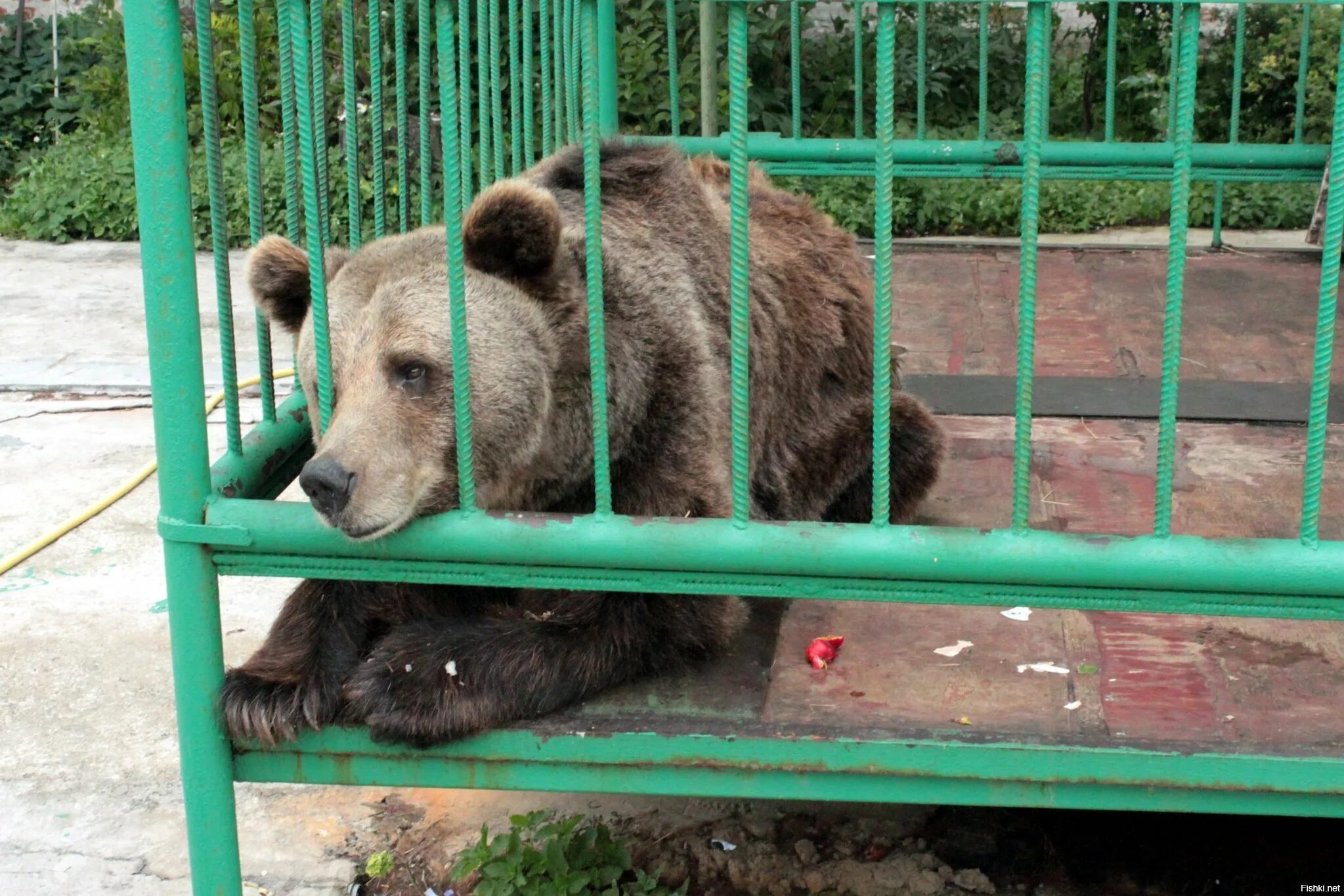 Медведь лишил ее жизни. Ярославль музей заповедник Маша. Медведь Маша Ярославль. Медведица Маша Ярославль. Медведица Маша символ Ярославля.