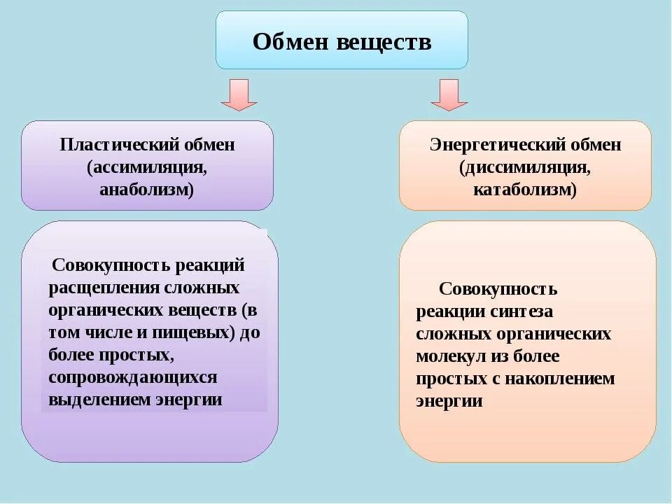 Основные функции обмена веществ. Обмен веществ. Обмен веществ метаболизм. Обмен веществ это процесс. Обмен веществ и энергии в организме.