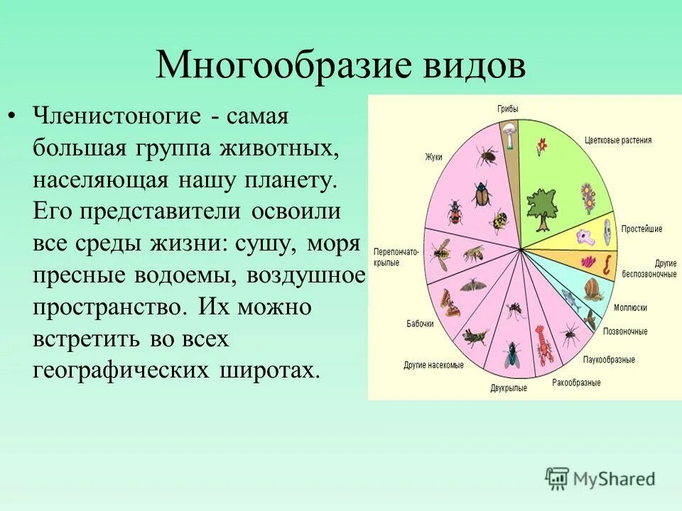 Многообразие видов