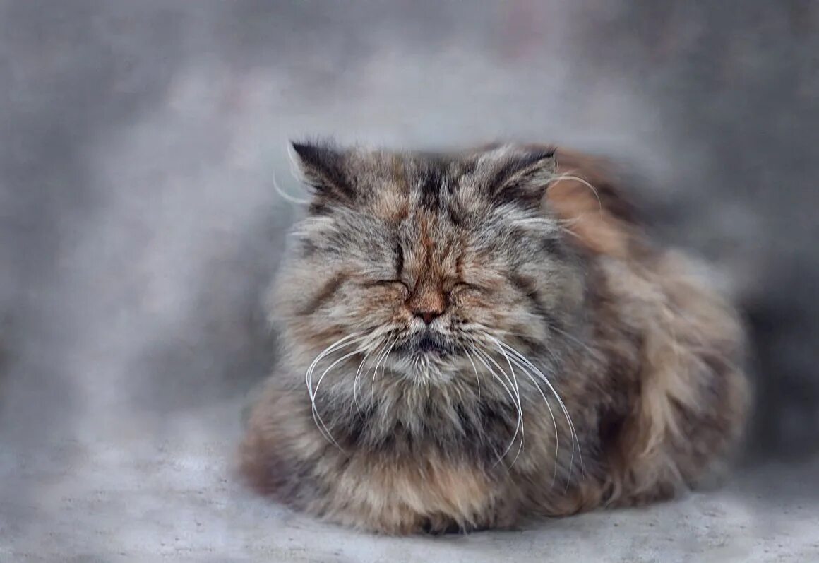 Старая кошка фото