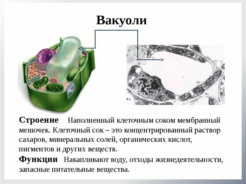 Вакуоли растительных клеток строение. Строение вакуолей у эукариотической клетки. Вакуоли строение и функции. Вакуоль растительной клетки строение и функции. Функции вакуоли в растительной клетке.