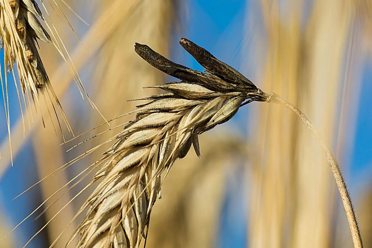 Пшеничный гриб. Спорынья (Claviceps purpurea). Склероции спорыньи на ржи. Claviceps purpurea – спорынья пурпурная. Спорынья (Claviceps purpurea Tulasne)..