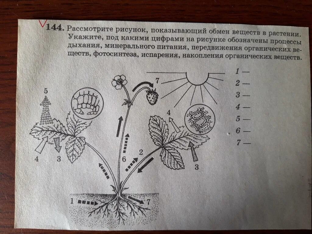 Рассмотри рисунок и дополни утверждения. Рассмотрите рисунок. Растения изображенные на рисунке. Покажите рисунки. Рассмотрите рисунок показывающий обмен веществ.