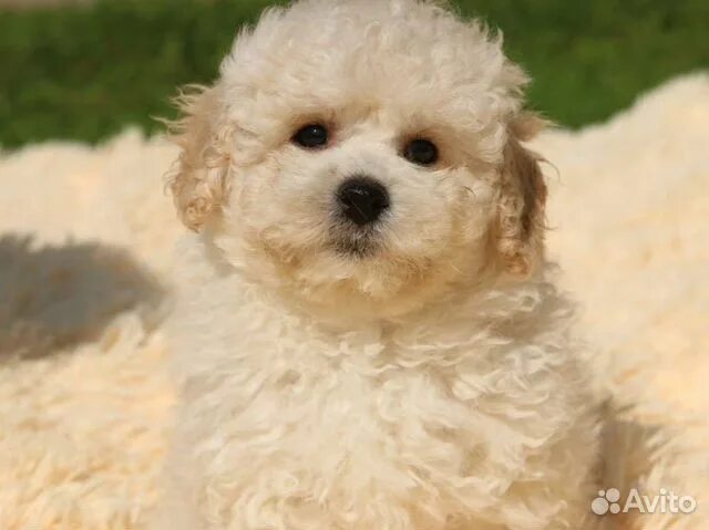 File:Poochon.jpg - Wikipedia