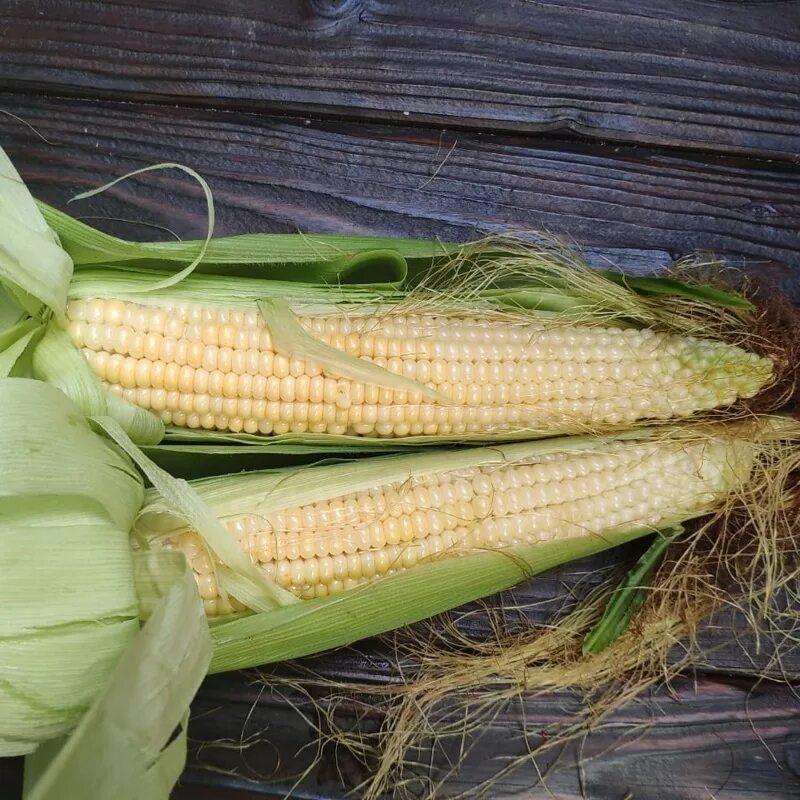 1 початок. Кукуруза свежая. Кукуруза свежая в початках. Кукуруза домашняя. Кукуруза початок домашняя.