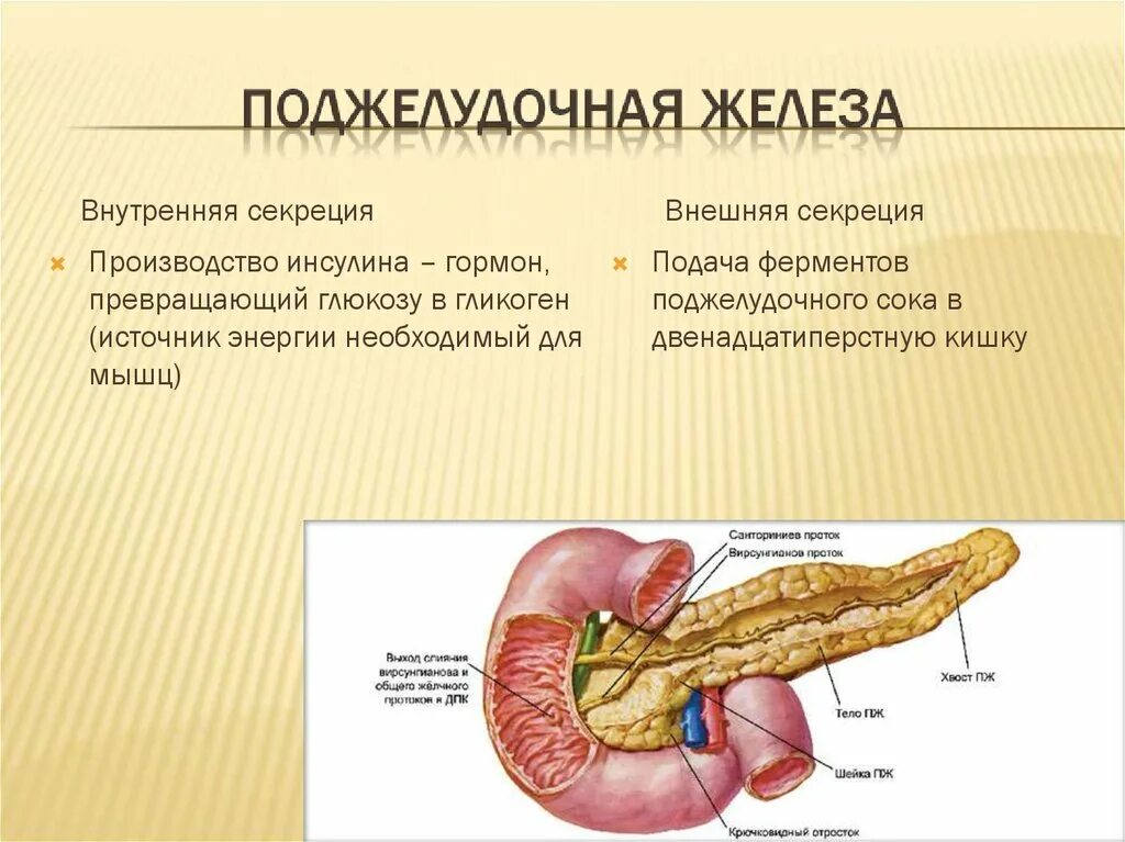 Поджелудочная железа анатомия функции. Секреция поджелудочной железы внутренняя секреция. Внешняя секреция поджелудочной железы. Внешняя и внутренняя секреция поджелудочной железы. Секрет поджелудочной железы функции