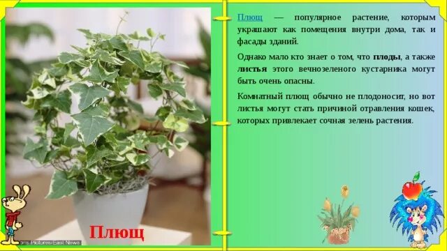 Родина плюща комнатного растения. Плющ описание растения. Плющ комнатный ядовитый. Плющ как правильно пишется