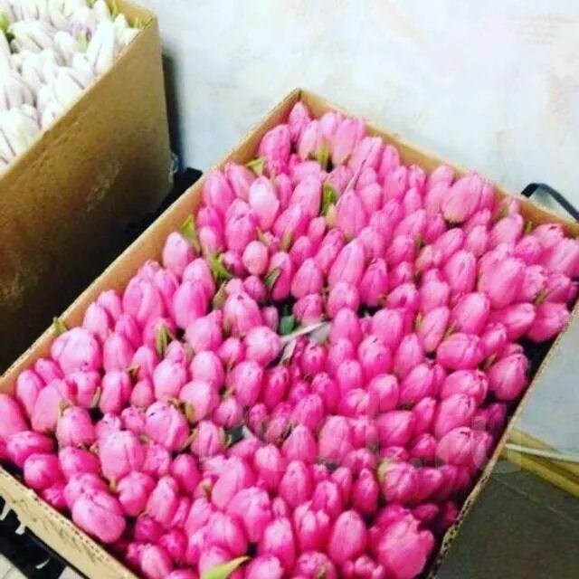 Сколько времени стоят тюльпаны в воде дома. Тюльпан по 500 шт. коробка. тюльпаны 500 штук в коробке. стоячие тюльпаны. тюльпаны оптом.