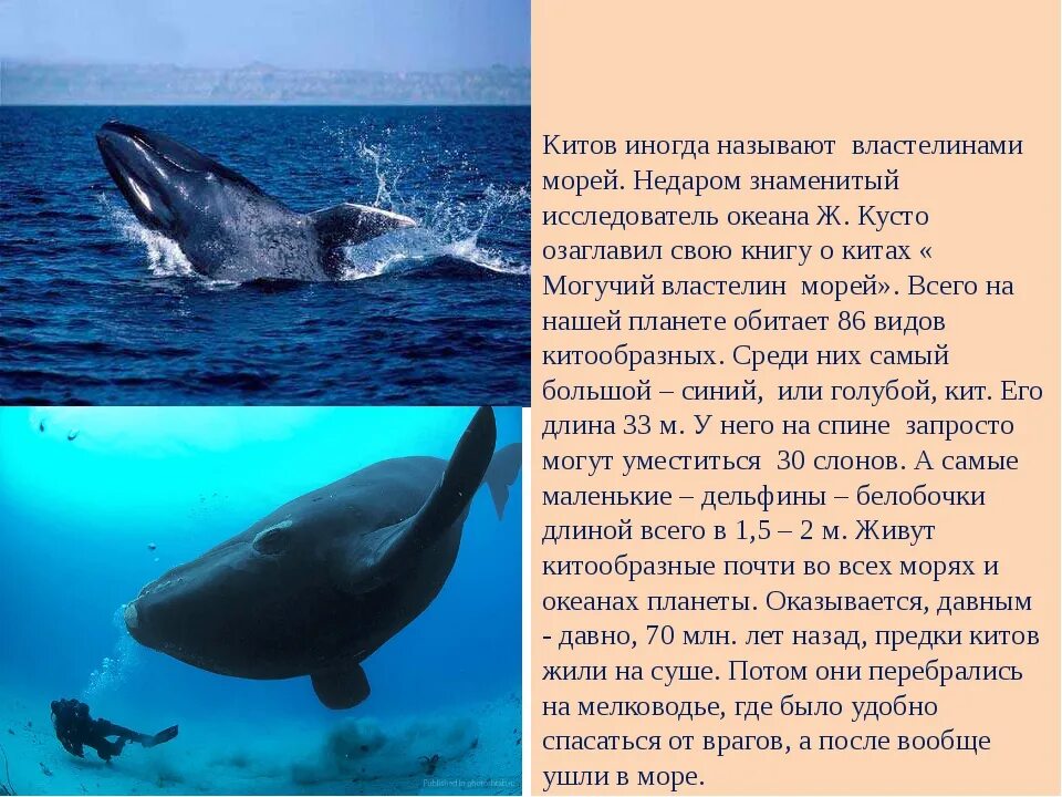 Где живет кит русский язык 1 класс. Рассказ про кита. Информация о ките. Интересные факты о китообразных. Доклад про кита.