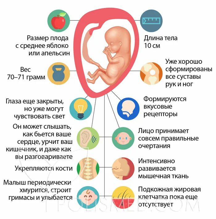 15 недель развитие. 15 Недель беременности размер плода. Эмбрион на 15 неделе беременности. Размер плода на 15 недкля. Размер ребёнка на 15 неделе беременности.