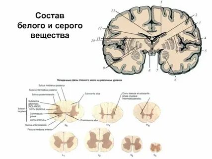 Форма серого вещества