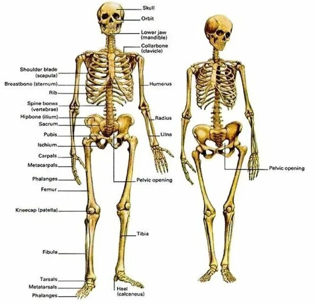 Строение скелета мужчины и женщины. Строение скелета различия. Анатомия человека скелет различия мужчин и женщин. Сккиилет мужчины и женщины. Мужской и женский скелет