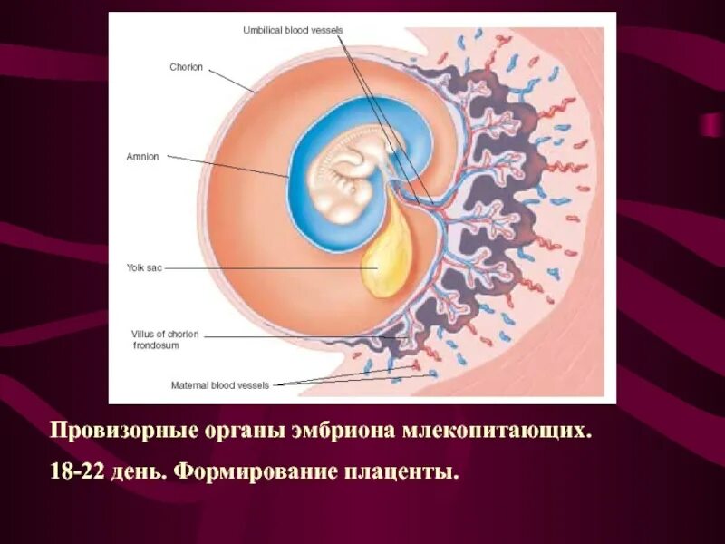 Где и как развивается плод млекопитающих. Эмбрион млекопитающего. Развитие зародыша у млекопитающих. Эмбриональное развитие млекопитающих. Плацента провизорный орган.