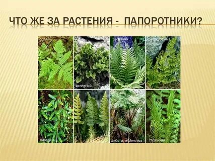 Какие растения являются представителями папоротников