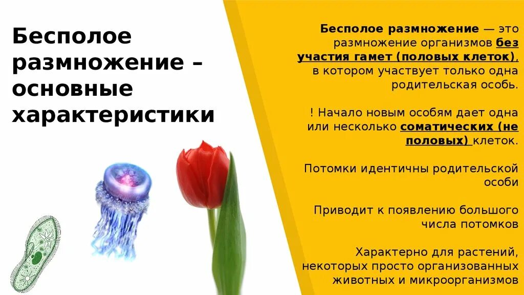 Бесполое размножение участвует одна родительская особь. Родительские особи. Тип размножения в котором участвует только 1 родительская особь. Родительская особь понятие. В половом размножении участвует одна особь