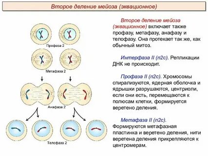 Образуется в результате первого деления мейоза