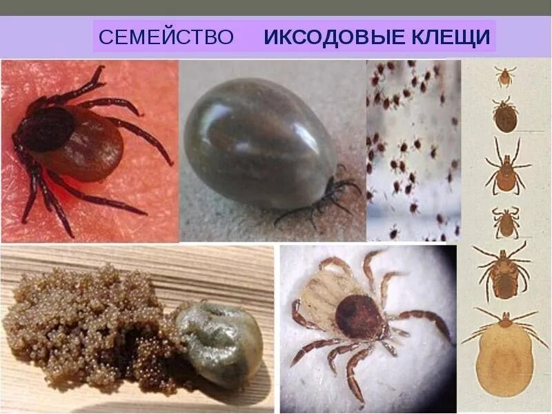 Семейство иксодовые клещи. Ixodes Ricinus (Европейский Лесной клещ. Иксодовые клещи эктопаразиты. Клещ Dermacentor.