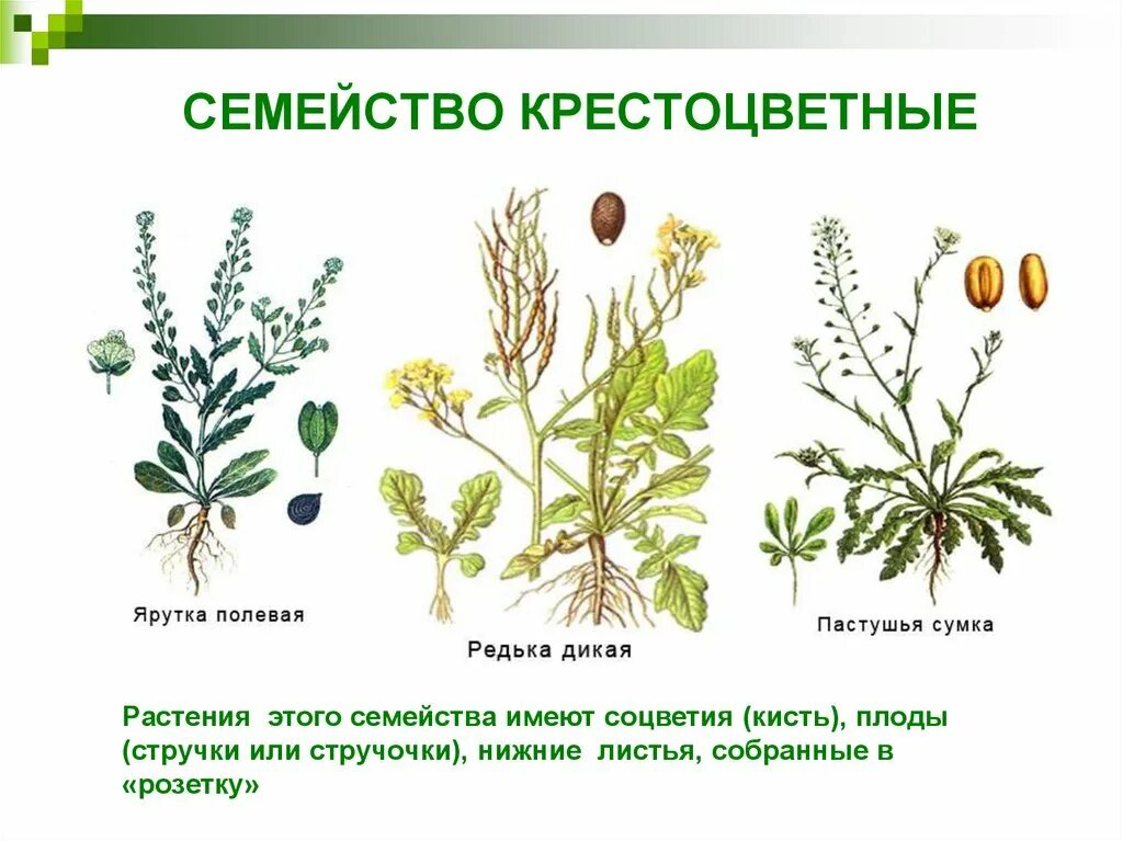 Семейство капустные плод. Плоды крестоцветных капустных. Крестоцветные дикоросы. Пастушья сумка семейство растений. Плод крестоцветных капустных