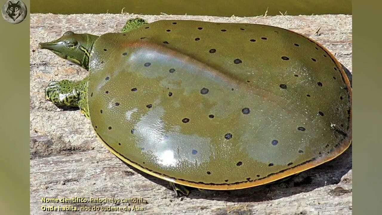 Lelebear turtle power shell. Softshell turtle shell. плоская черепаха. африканская плоская черепаха.